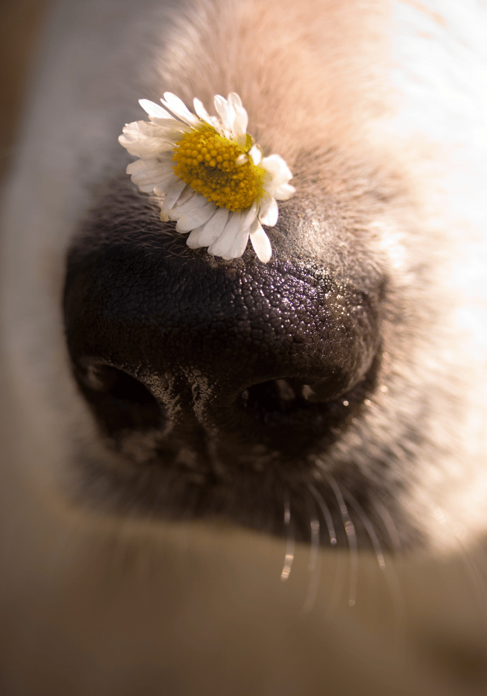 Sammelkremierung. Hundenase mit Gänseblümchen.