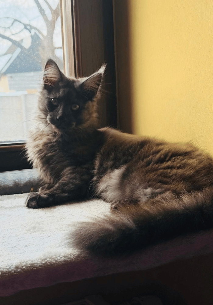 Maincoon Katze vor einem Fenster.