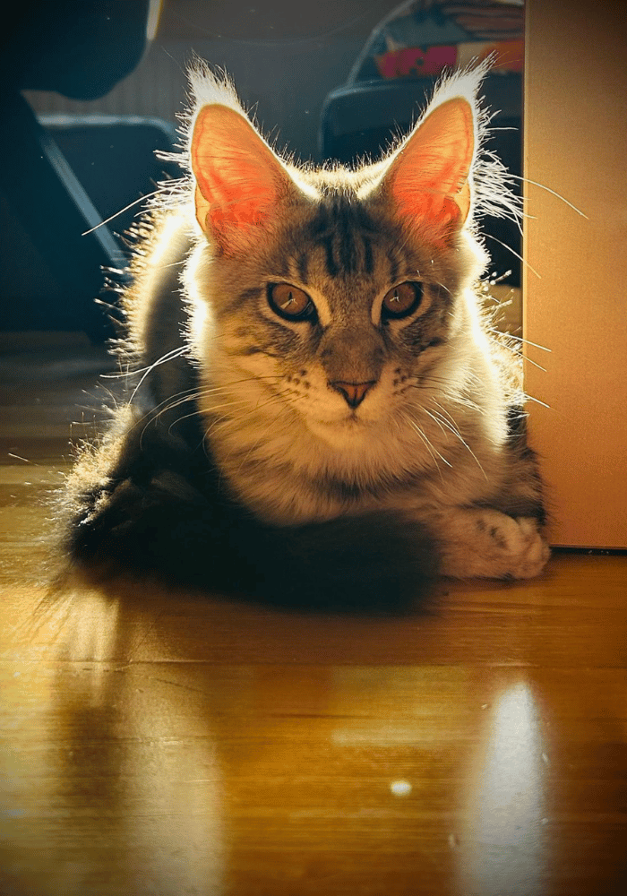 Maincoon_Tierbestattung_FellFlügel Maincoon Katze auf hellem Holzboden.